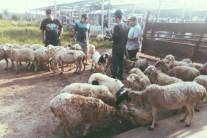 Pasar Kambing Babelan dari Era 1980-an hingga Kini Masih Eksis Tapi Tak Punya Lahan Permanen