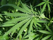 Aktivitas Mencurigakan di Rawalumbu, Berakhir dengan Penangkapan 2 Pengedar Narkoba