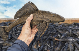 Pemkot Bekasi Kaji Upaya Pemusnahan Ikan Sapu-sapu