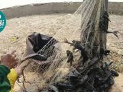 Khawatir Jadi Bakso Cilok, Ikan Sapu-Sapu di Bekasi “Diawasi”