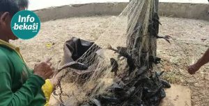 Khawatir Jadi Bakso Cilok, Ikan Sapu-Sapu di Bekasi “Diawasi”