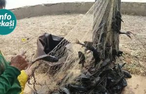 Khawatir Jadi Bakso Cilok, Ikan Sapu-Sapu di Bekasi “Diawasi”