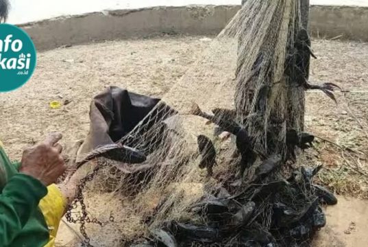 Khawatir Jadi Bakso Cilok, Ikan Sapu-Sapu di Bekasi “Diawasi”