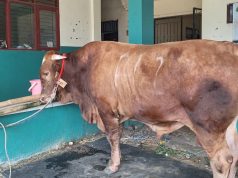 Cerita di Balik Kedatangan Sapi Limosin Presiden Prabowo di Ponpes Ar-Ridwan Bekasi