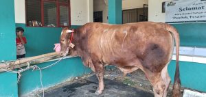 Cerita di Balik Kedatangan Sapi Limosin Presiden Prabowo di Ponpes Ar-Ridwan Bekasi