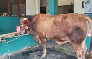 Cerita di Balik Kedatangan Sapi Limosin Presiden Prabowo di Ponpes Ar-Ridwan Bekasi