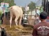 Sapi Kurban Lepas di Jalan Cikunir, Sempat Lari Masuk Gudang