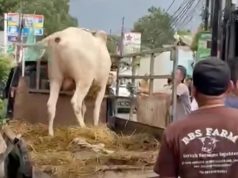 Sapi Kurban Lepas di Jalan Cikunir, Sempat Lari Masuk Gudang