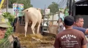Sapi Kurban Lepas di Jalan Cikunir, Sempat Lari Masuk Gudang