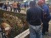 Sapi Kurban Bobot 500 Kg Jatuh ke Parit di Jatikramat