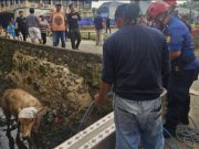 Sapi Kurban Bobot 500 Kg Jatuh ke Parit di Jatikramat