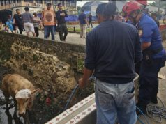 Sapi Kurban Bobot 500 Kg Jatuh ke Parit di Jatikramat