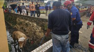 Sapi Kurban Bobot 500 Kg Jatuh ke Parit di Jatikramat