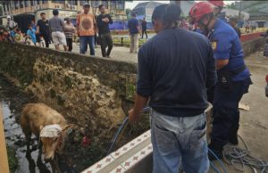 Sapi Kurban Bobot 500 Kg Jatuh ke Parit di Jatikramat