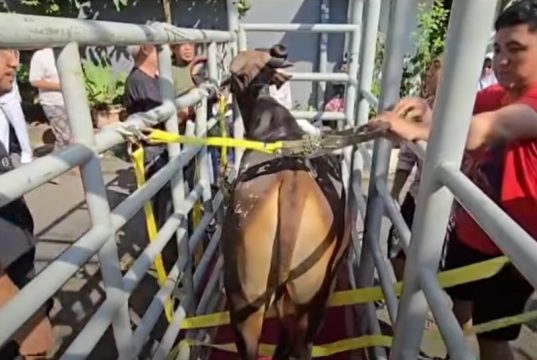 Cegah Sapi Kabur, Kandang Portabel Jadi Solusi Sembelih Hewan Kurban Warga Kranji