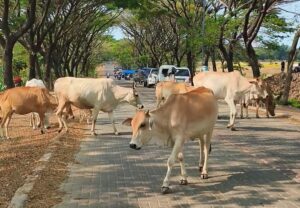 Pemandangan Unik di Tengah Area Perkantoran, Sapi Tetap Merumput di Jalan Sukamahi