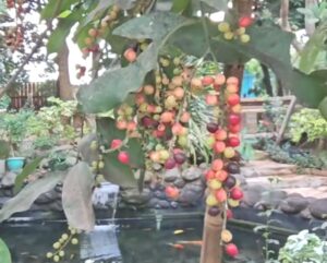 Buah Buni, Buah Lokal Khas Kampung yang Sudah Langka di Bekasi