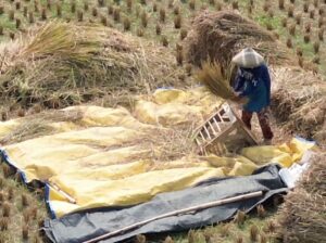 2.592 Hektare Lahan Tani Bekasi Terancam Kering, Petani Percepat Panen Padi