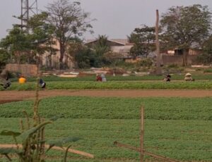 Rutinitas Warga Kampung KB Kedaung, Bertani Sayur di Tengah Kemajuan Wilayah