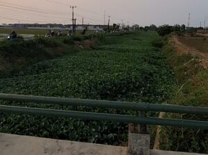 Kali Kedung Jaya hingga Buni Bakti Tertutup Enceng Gondok, Petani Kesulitan Ambil Air