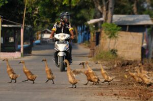 Dari Peternak, Pengepul hingga Telur Asin: Potensi Ternak Bebek di Bekasi