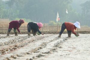 Hadapi Kekeringan, Dinas Pertanian Uji Coba Teknologi Baru di Bojongmangu