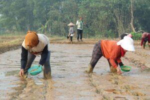 Hemat Air dan Cegah Busuk Benih, Begini Cara Kerja Tabela di Bojongmangu