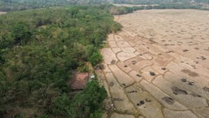 Sawah Mengering Retak Bukan Kekeringan, Distan: Itu Lahan Bera Pascapanen