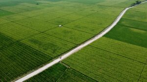 Sawah Selatan Menyusut, Pebayuran Jadi Target Lumbung Pangan Utama Kabupaten Bekasi