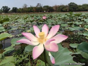Kontras Indah di Musim Kemarau: Bunga Lotus Mekar Subur di Situ Ceper Serangbaru