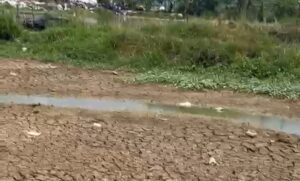Kondisi Air Menyusut Akibat Kemarau, Pembudidaya Ikan di Jatireja “Putar Otak”