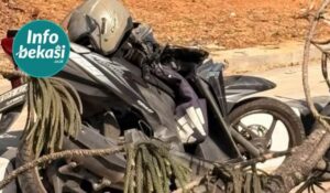 Pohon Tumbang Timpa Pengendara Motor di Kemang Pratama