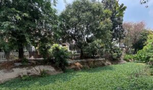 Populasi Tak Terkendali, Eceng Gondok Berisiko Rusak Keseimbangan Air Kali Rawalumbu