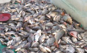 Panen Ikan 10 Ton di Muaragembong, Pasok 12 Dapur SPPG Bekasi