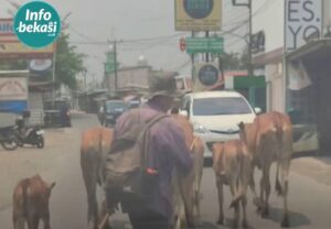 Kawanan Sapi Melintas Berbaris di Sukamahi, Warga: Sudah Hal yang Lumrah