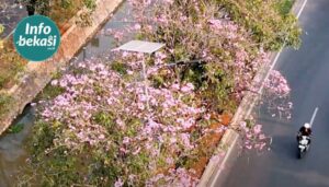 Bunga Tabebuya Bermekaran di Harapan Indah, Dikenal Sebagai “Sakura Tropis” Asal Brasil