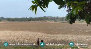 Kondisi Terkini Situ Bandeng: Debit Air Menyusut, Kering dan Gersang