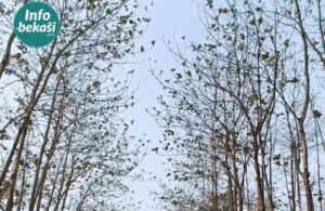 Panasnya Cuaca Bekasi, Daun Pohon Jati di Bojongmangu Sampai Rontok