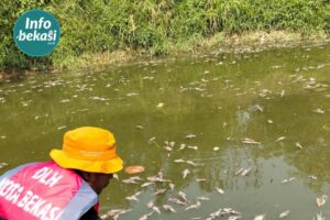 700 Kg Bangkai Ikan Sapu-Sapu Diangkat dari Kali Bekasi, Penyebab Masih Ditelusuri