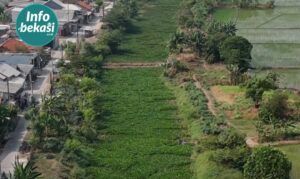 Enceng Gondok: Antara Gulma Pengganggu dan Sumber Daya Bernilai 