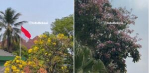 Bunga Berguguran di Bekasi, Suasananya Serasa di Jepang