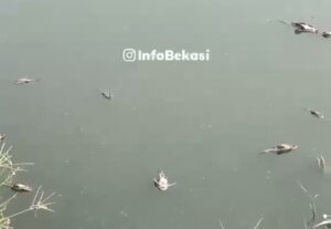 DLH Kota Bekasi Telusuri Sumber Limbah Penyebab Kematian Ikan di Kali Bekasi